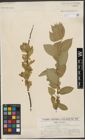 Foto von Salix syrticola Fernald